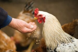 Gripe aviária: “Exportação parando teremos grandes desempregos”, afirma Sindicato Rural de Palotina