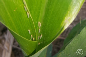 Cigarrinha-do-milho é desafio aos agricultores do Paraná
