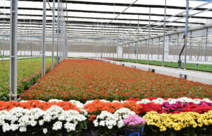 Evento expõe mais de 30 variedades de rosas e cerca de 200 tipos de flores e plantas ornamentais