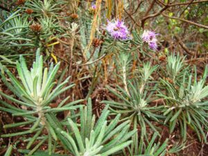 Estudantes desenvolvem curativo com o óleo cicatrizante da planta arnica da serra