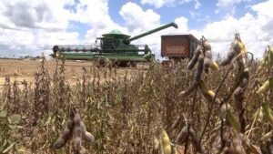 Soja: colheita no Mato Grosso chega a 96%