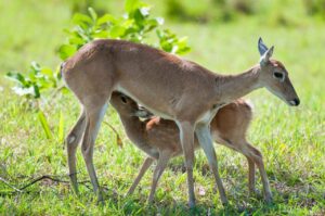 Animais silvestres retornam à natureza com suporte do IAT