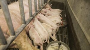 Diarreia em suínos prejudica o bem-estar animal e traz prejuízos ao produtor