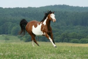 Segundo pesquisa, 31% dos cavalos sofrem algum tipo de luxação durante a vida