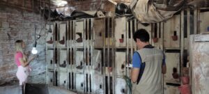 Suspeito de manter rinha de galos e aves em maus-tratos é preso em Toledo