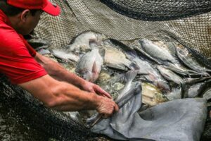 Produtores interessados em participar da Feira do Peixe precisam ficar atentos ao prazo