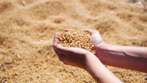 Mesmo com mudanças climáticas, produtividade da soja é alta no Paraná