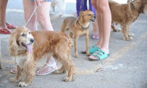 Proibido uso de animais em pesquisa de cosméticos e perfumes