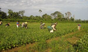 Comissão aprova projeto que moderniza a Política Nacional da Agricultura Familiar