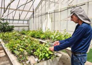 Novo sistema de cultivo de erva-mate pode produzir até 10 vezes mais que o tradicional