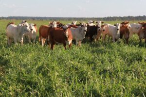 Conheça diferentes estratégias para integrar lavoura e pecuária