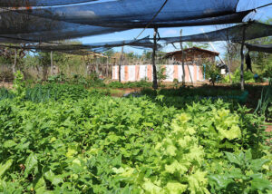 Projeto proporciona mais autonomia para a agricultura familiar