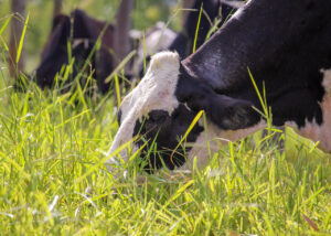 Por meio de estudo, produtores têm dados de eficiência hídrica para o consumo de água de vacas