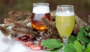 Embrapa lança curso sobre “Cervejas Artesanais com Pinhão e Erva-mate”