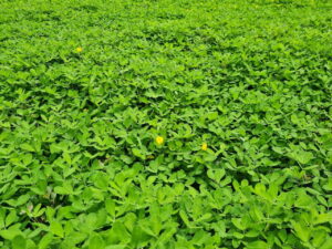 Nova cultivar de amendoim forrageiro será apresentada durante feira em MS