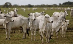 Atenção pecuarista gaúcho! Fique atento ao prazo para Declaração Anual de Rebanho