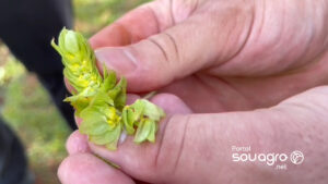 Pesquisa em área experimental identifica que lúpulo é produção promissora no Paraná