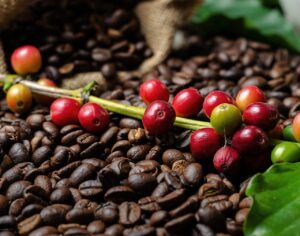 Ano-cafeeiro 2023-2024: Produção mundial de café é estimada em 178 milhões de sacas