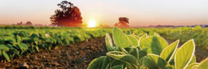 Curso de seguro rural tem novas turmas abertas