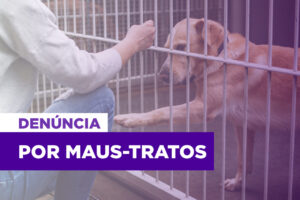 Justiça condena mulher que mantinha cães e gatos em situação de maus-tratos