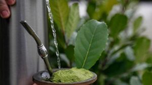 78% da erva-mate exportada pelo Brasil é produzida no RS