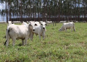 Inovação na sustentabilidade faz toda diferença na agropecuária