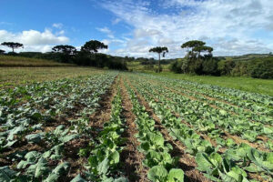 Santa Tereza do Oeste recebe Dia de Campo gratuito