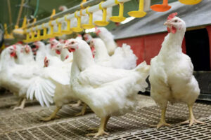 Muita oferta e menos demanda refletem nos preços do frango