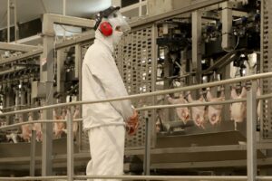 Paraná atinge o maior volume de produção de carne de frango da história