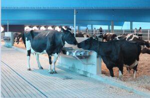Startups podem se inscrever para participar do Mapa Conecta Proteína Animal
