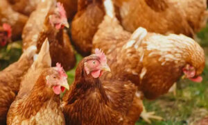 Mais um estado proíbe eventos com aves por causa da gripe aviária