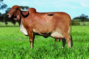 9ª edição da Prova de Leite a Pasto abre inscrições em junho