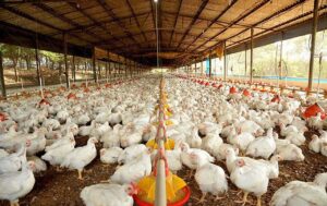 Desenvolvimento sustentável é foco da avicultura paranaense