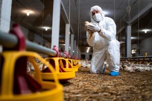 Exportação suspensa: Caso de gripe aviária na indústria é confirmado na Argentina