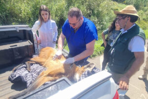 Equipe do IAT resgata lobo-guará atropelado em rodovia