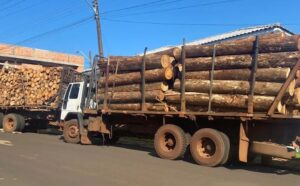 Treze pessoas são presas por furto de madeira no Paraná