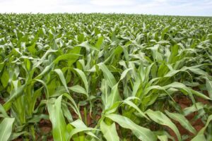Falta de chuva já começa preocupar produtores de milho safrinha no Paraná