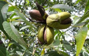 Aplicativo sobre cultivo da noz-pecã será lançado na Expodireto Cotrijal 2023