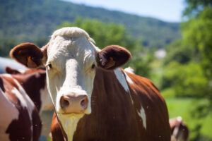 Vaca louca: exportações de carne à China são liberadas exatamente um mês depois da suspensão