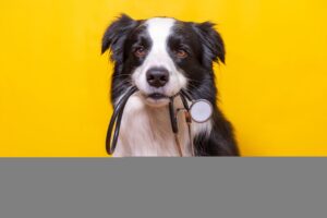Doenças renais em pets podem ser evitadas