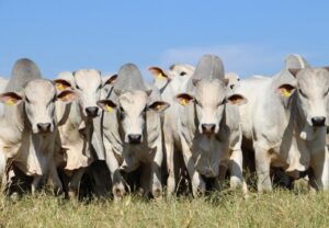 CFM fala sobre melhoramento genético e perspectivas de vendas para os próximos meses