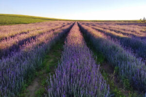 Turismo rural: Governador aprova lei que cria a Rota da Lavanda no Paraná