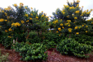 Estudo analisa quais espécies de árvores protegem melhor os cafezais contra geadas 