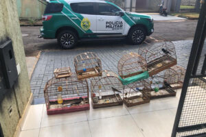 Polícia Militar do Paraná encontra ponto ilegal de venda de aves silvestres