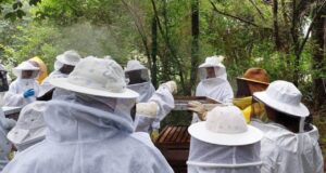Em inquérito inédito, equipe vai investigar sanidade das abelhas