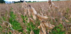 Produtores se beneficiam de cultivares desenvolvidas para cada região do Brasil