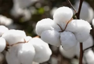 Preços internos do algodão em pluma cai mais de 10% em abril