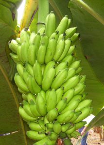 Novidade: aplicativo ajuda produtores de banana na gestão das atividades do campo