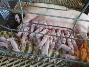 Porca dá à luz a 41 leitões em um único parto