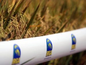 Estiagem compromete safra de arroz no Rio Grande do Sul